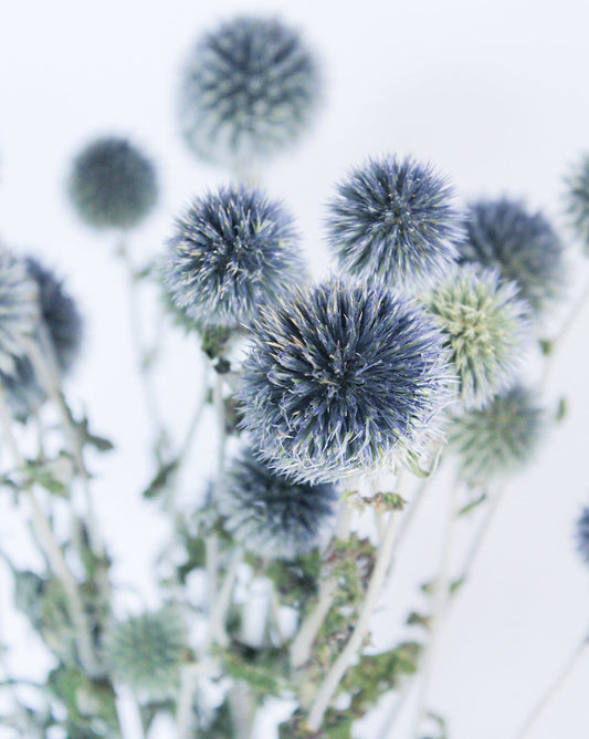 Preserved Blue Globe Thistle Echinops - Mossy Moss by Olia