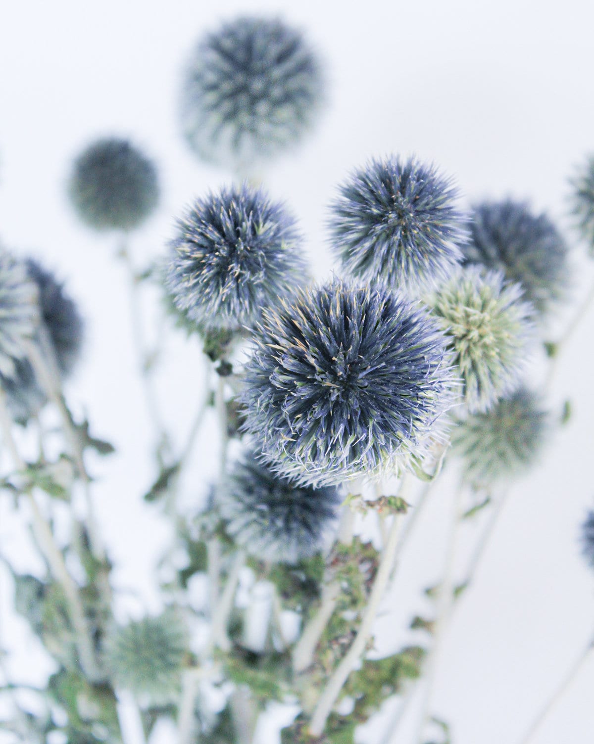 Preserved Blue Globe Thistle Echinops - Mossy Moss by Olia