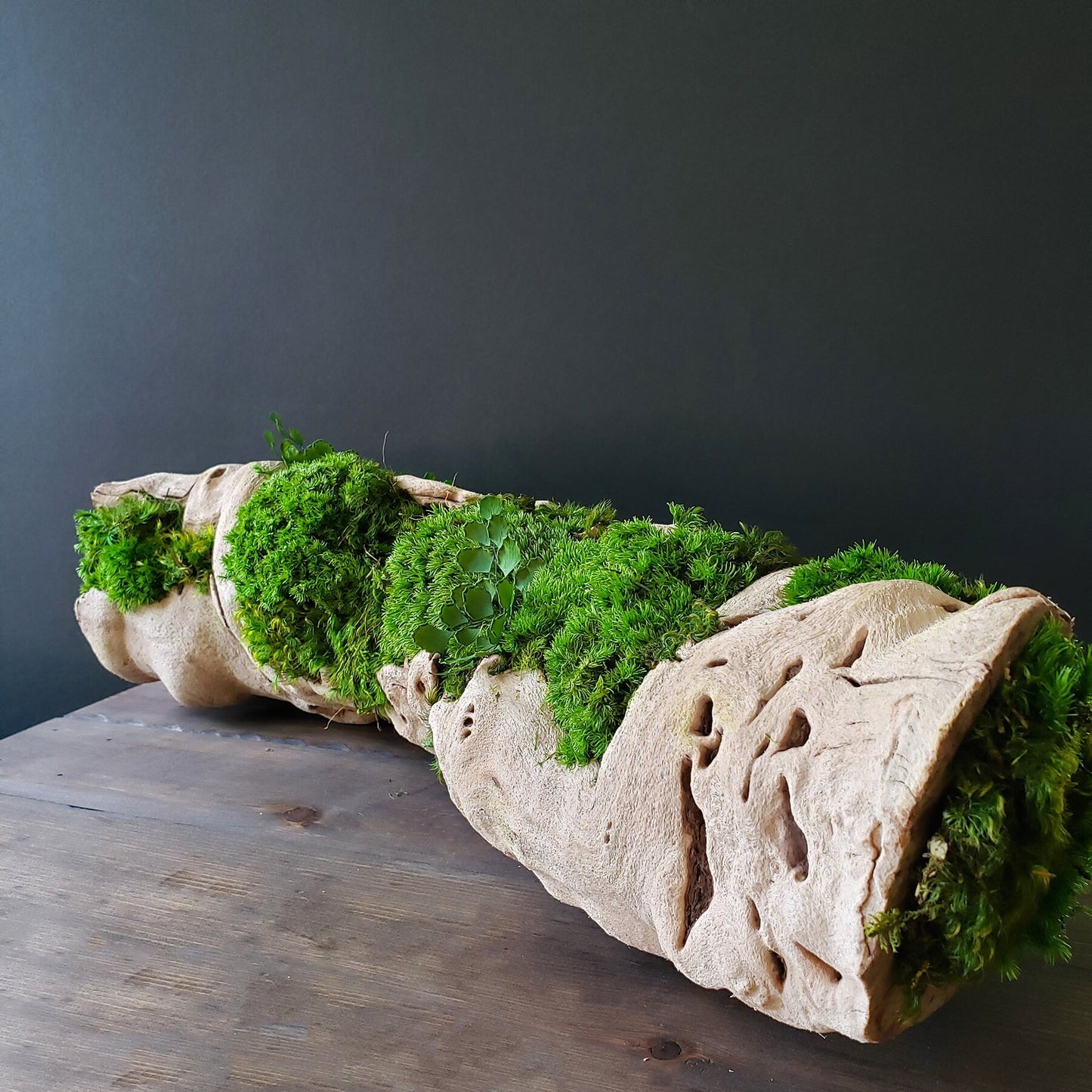 Preserved Moss Centerpiece with grape wood log base - Mossy Moss by Olia