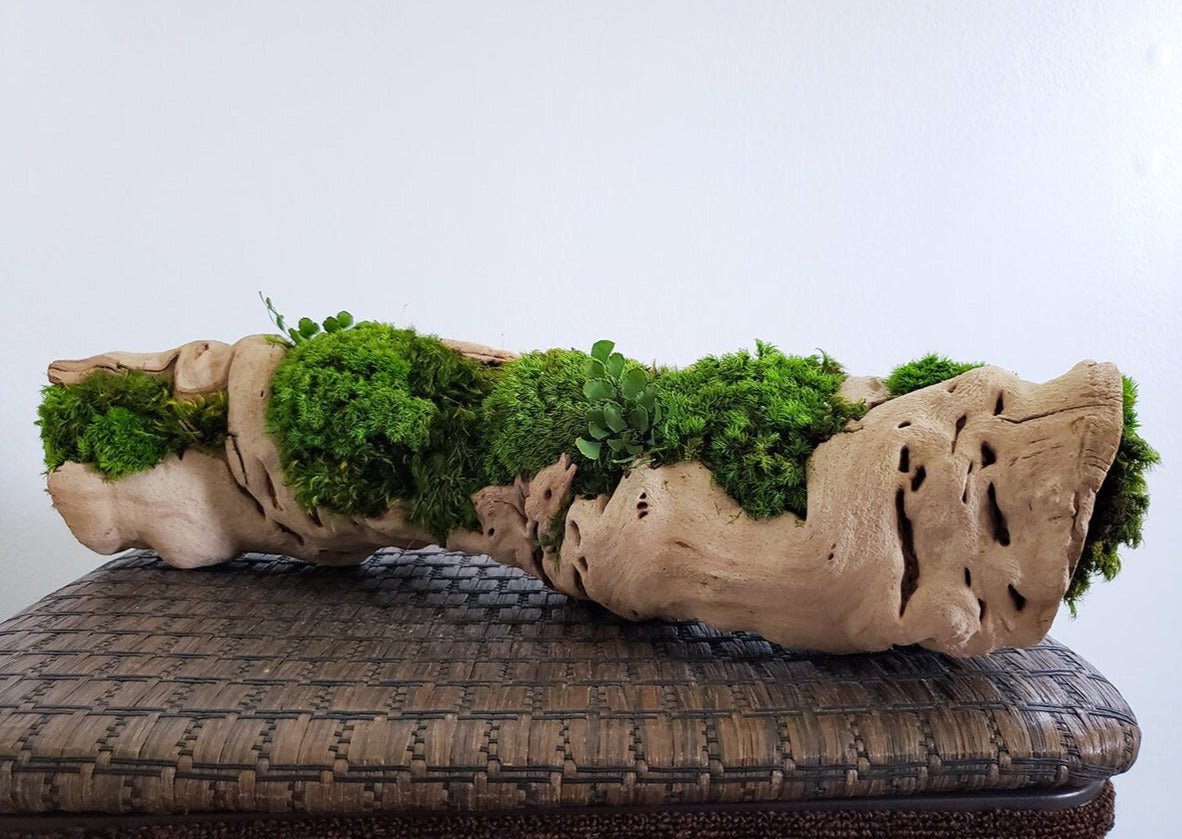 Preserved Moss Centerpiece with grape wood log base - Mossy Moss by Olia