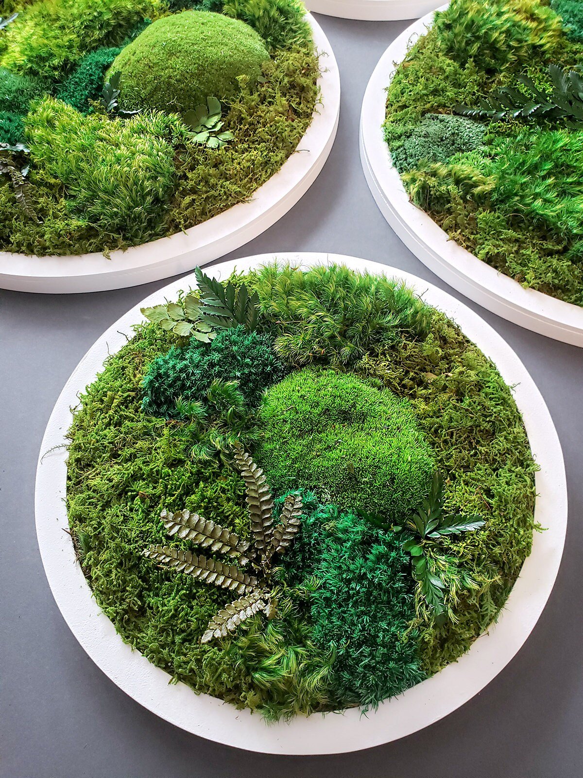 Preserved Moss Frames in a Circle Shape - Mossy Moss by Olia