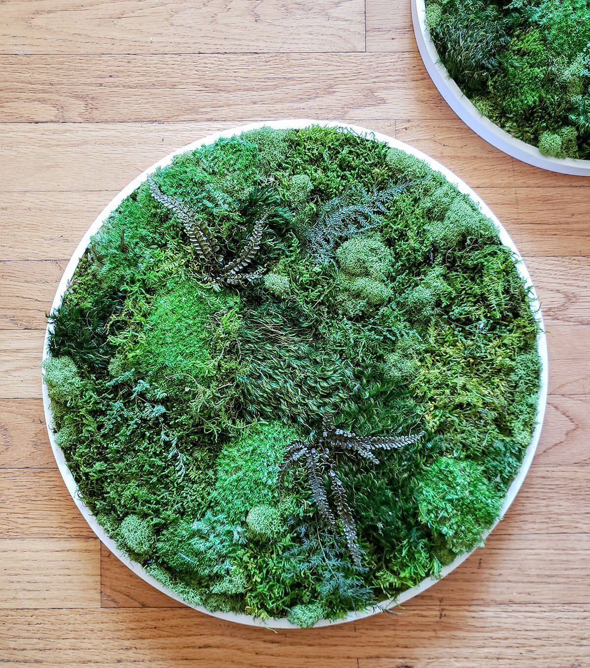 Preserved Moss Frames in a Circle Shape - Mossy Moss by Olia