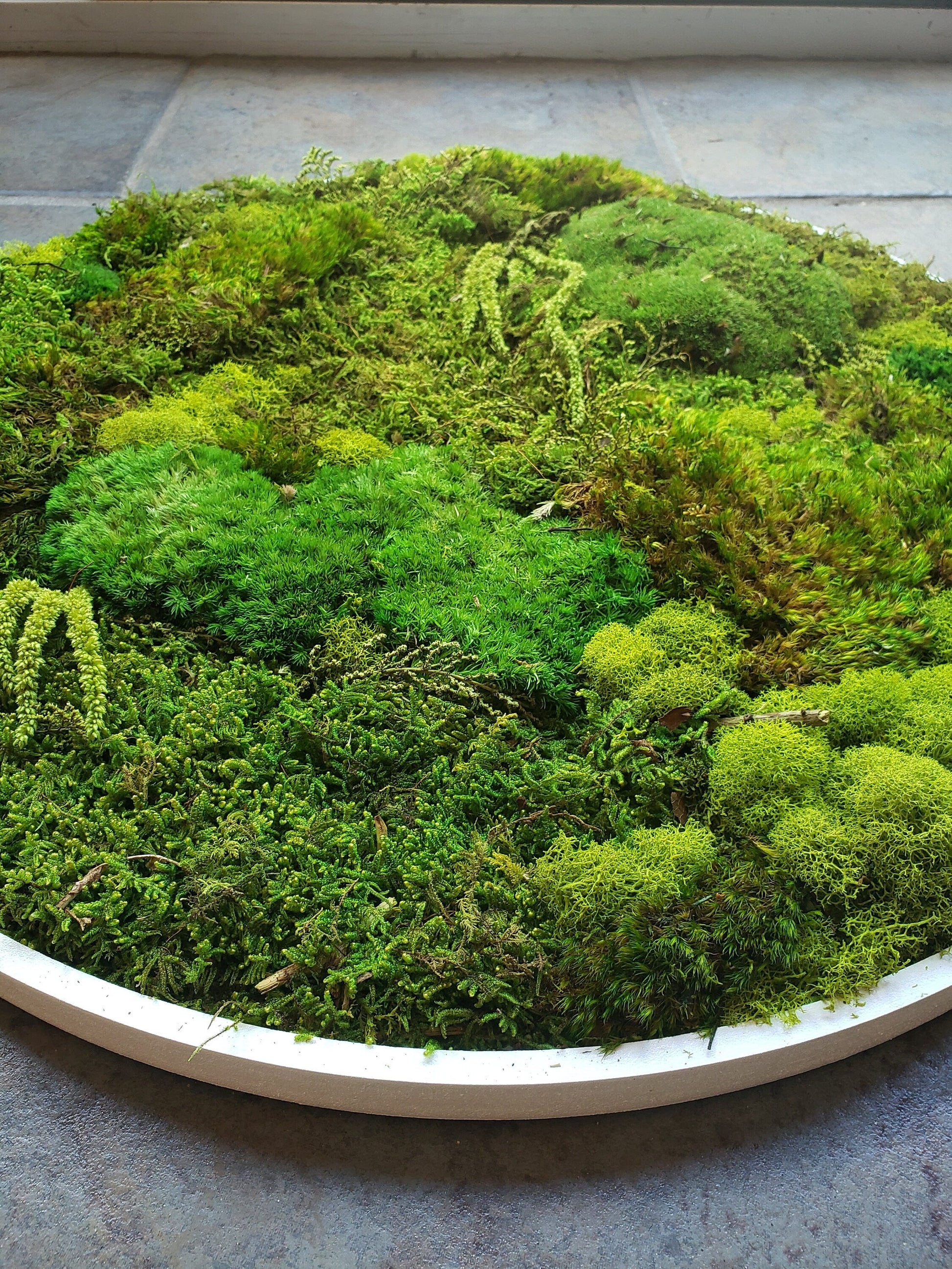 Preserved Moss Frames in a Circle Shape - Mossy Moss by Olia