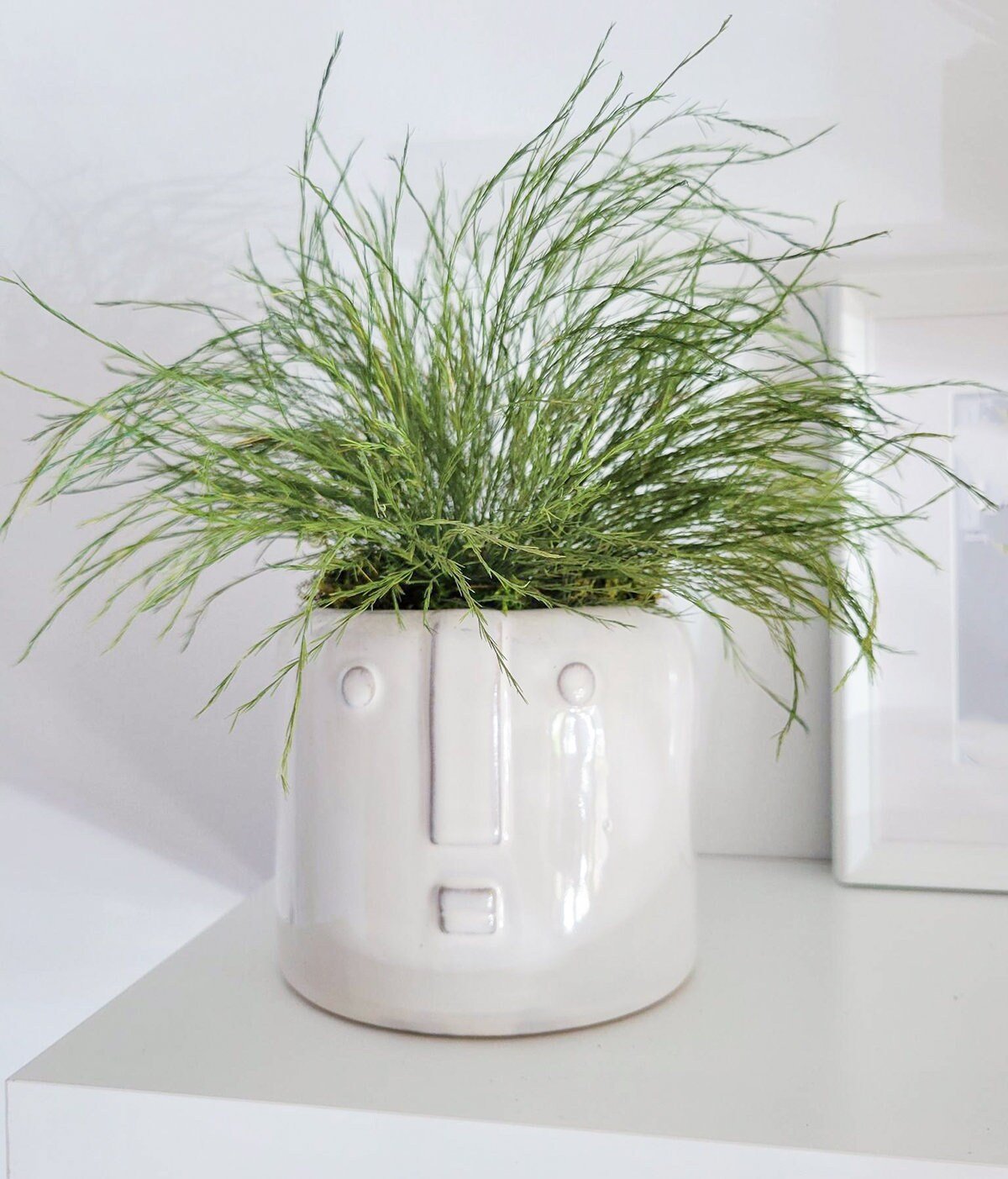 Preserved Potted Plant - Mossy Moss by Olia