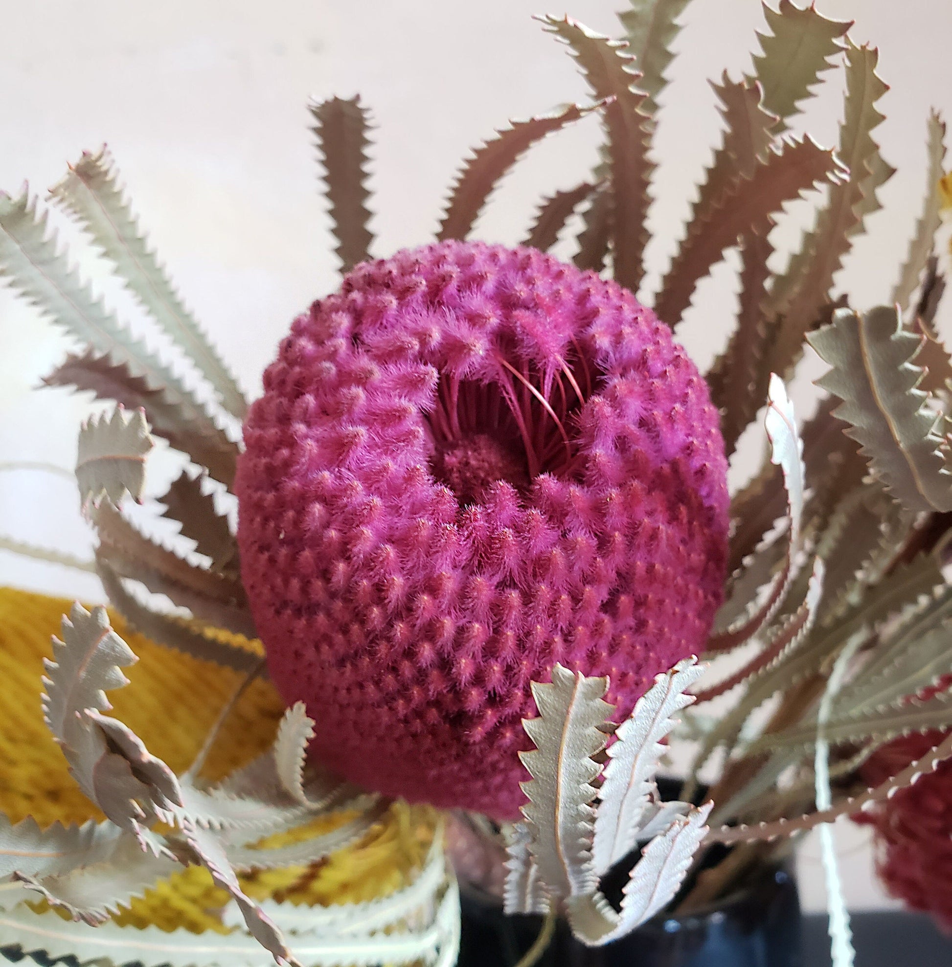 Versatile Dried Banksia Hookeriana Protea Pods - Mossy Moss by Olia