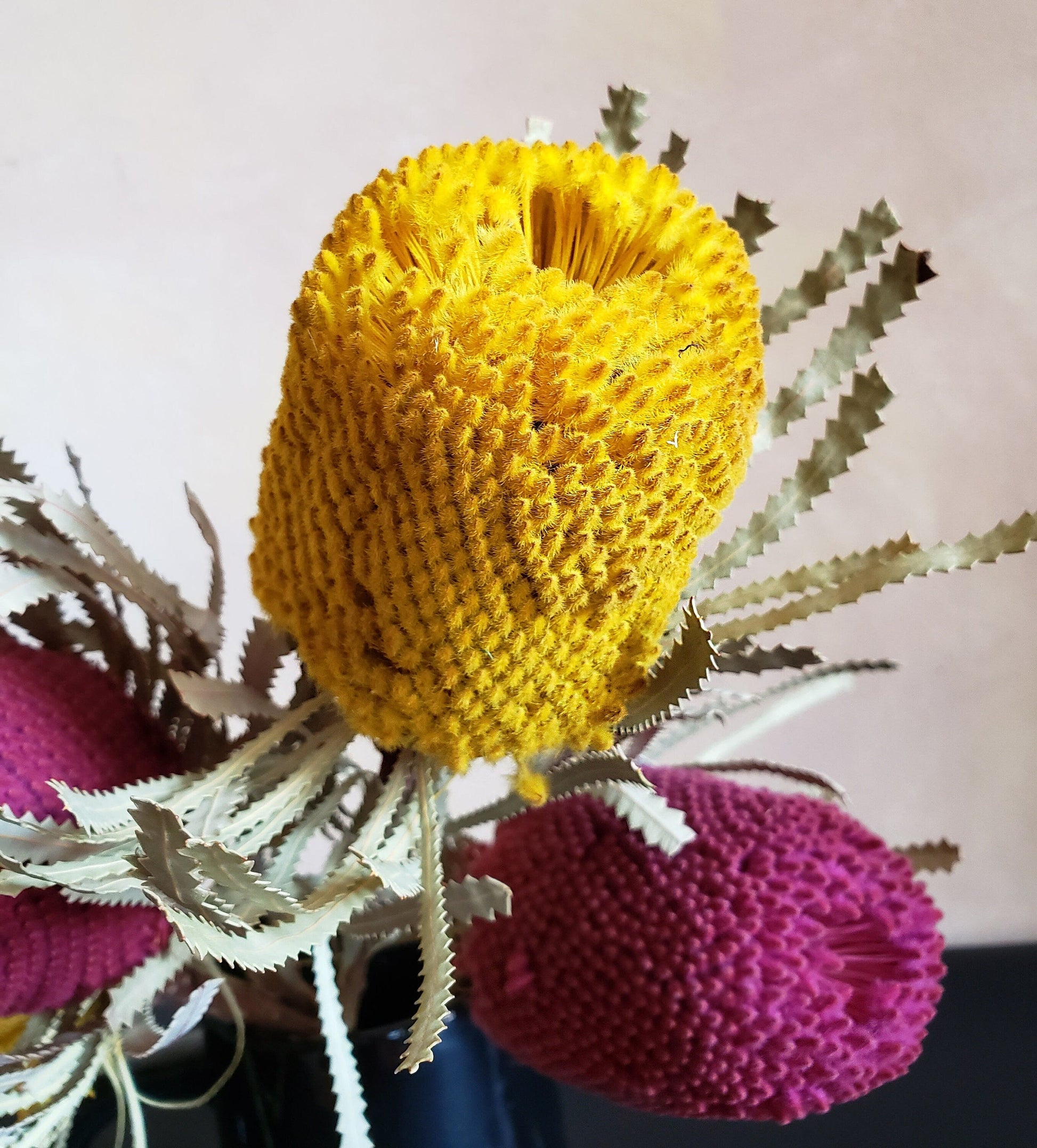 Versatile Dried Banksia Hookeriana Protea Pods - Mossy Moss by Olia