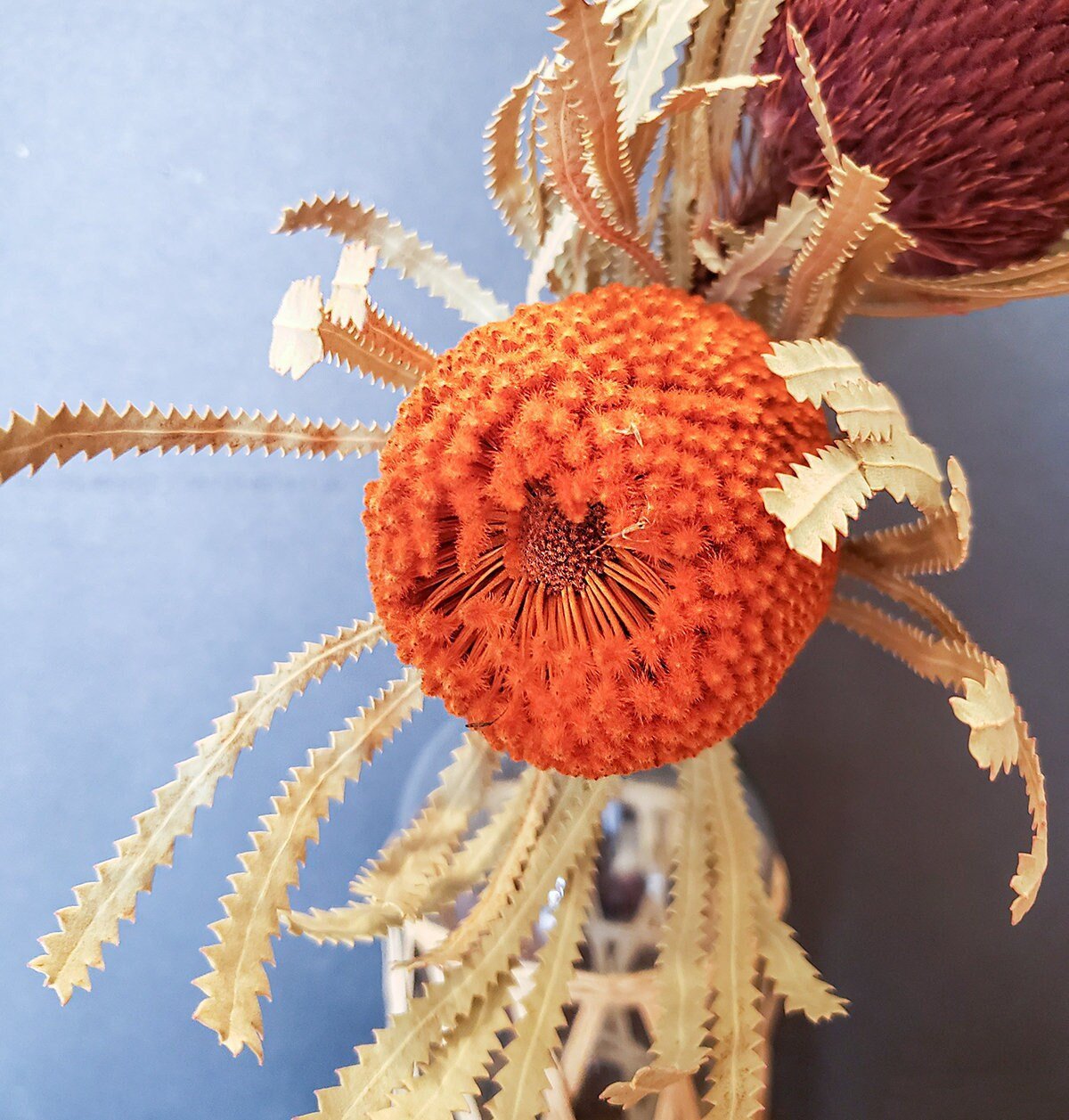 Versatile Dried Banksia Hookeriana Protea Pods - Mossy Moss by Olia